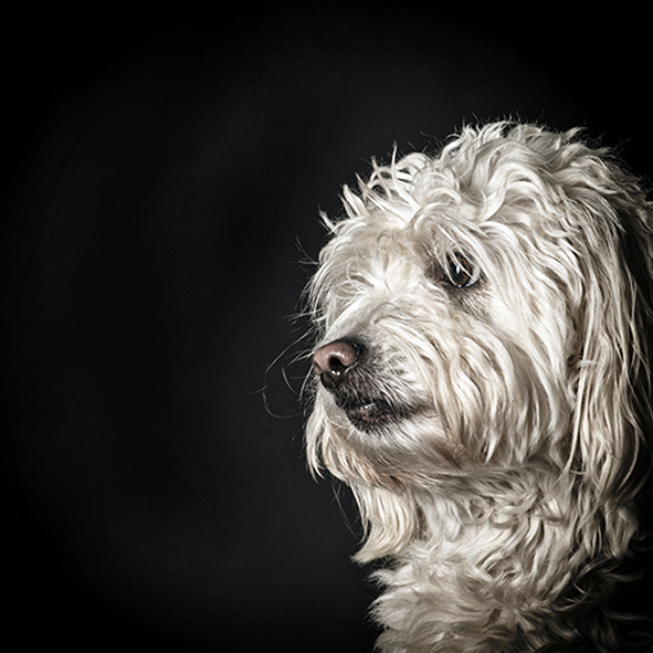 Honden portret