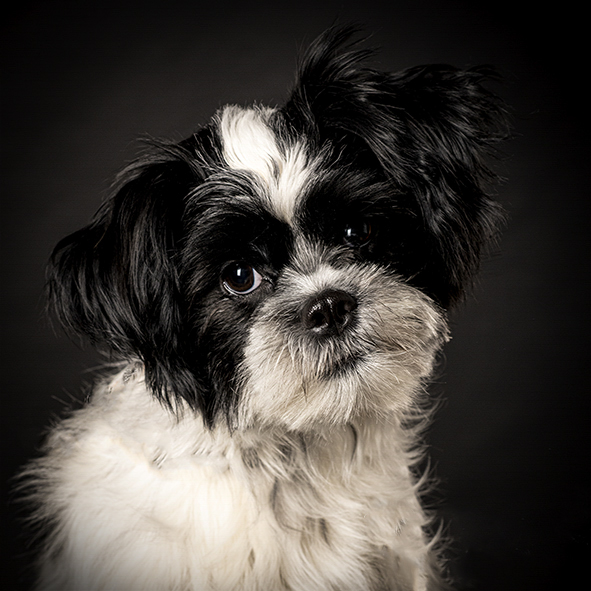 Portret hond Portret hond