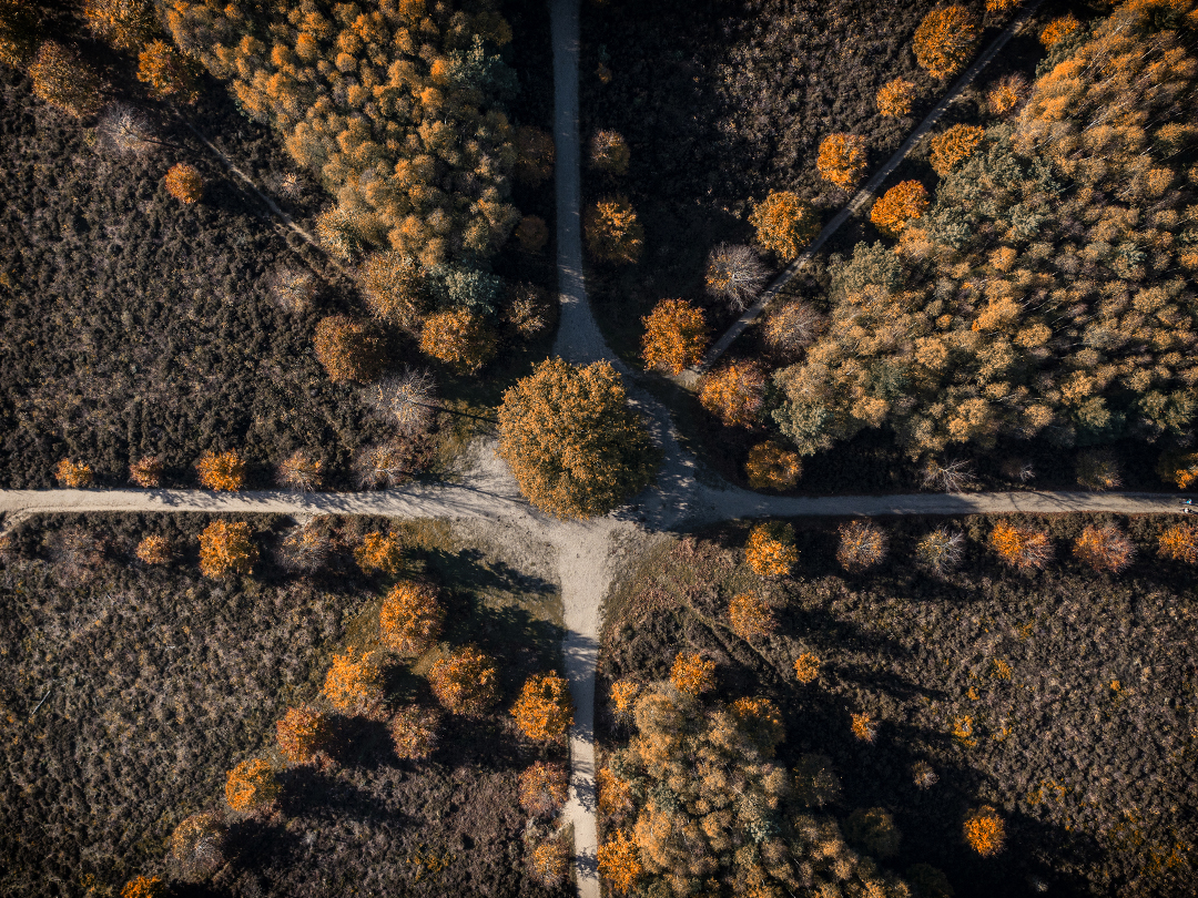 Drone foto de eenzame eik Drone foto de eenzame eik